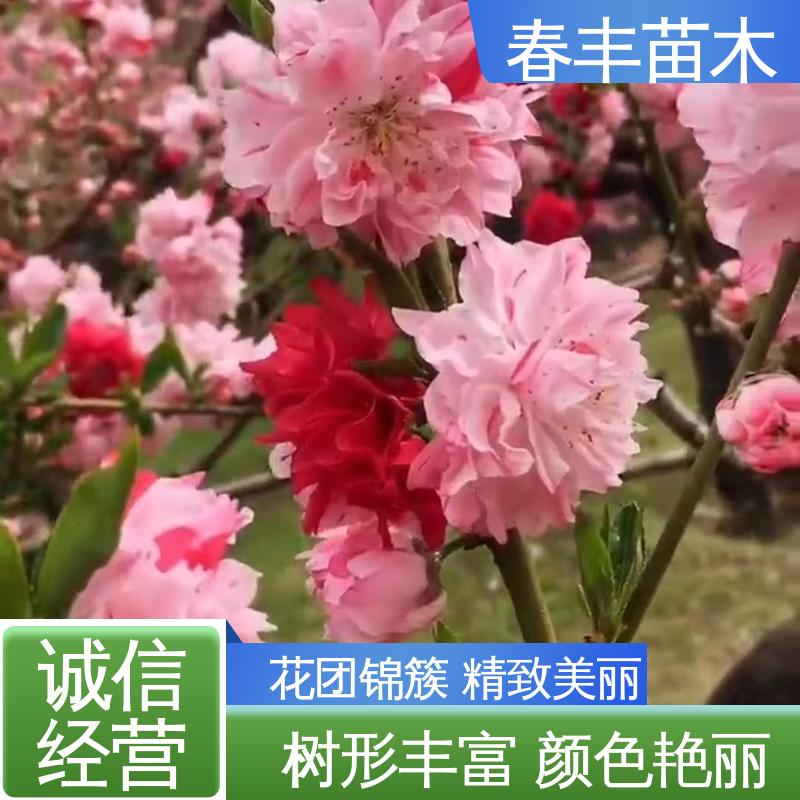 春丰苗木 基地供应 鸳鸯桃50元上车价 成活率高 适应性强