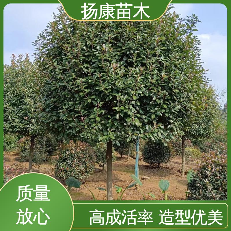 扬康苗木 基地供应 小楠 绿化工程改造苗 树形丰富 成活率高