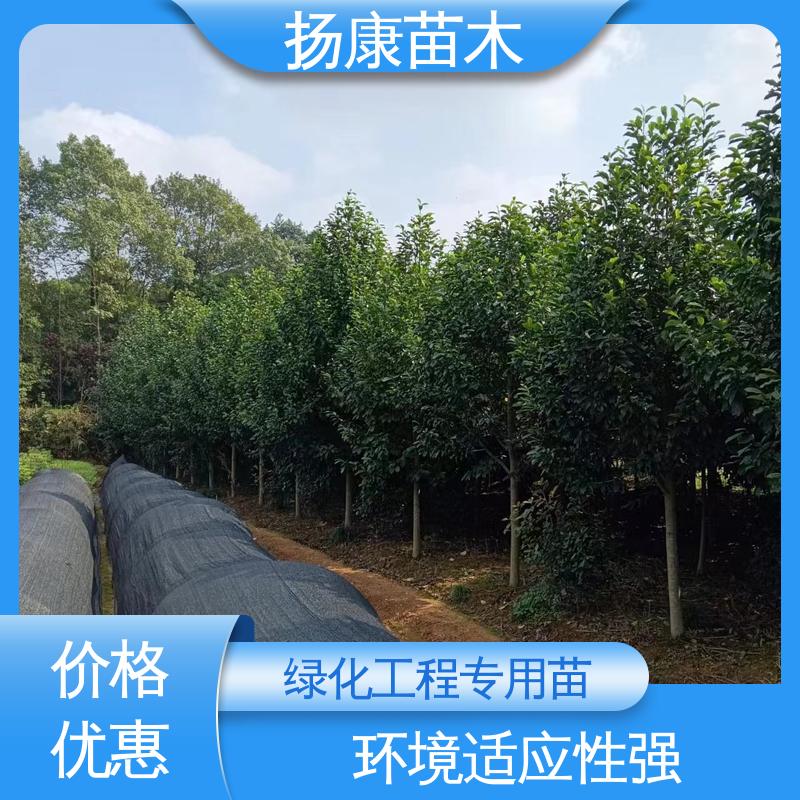 扬康苗木 基地供应 浙 江乐 昌含笑 庭院小区绿化造景树 精致美丽 易成活