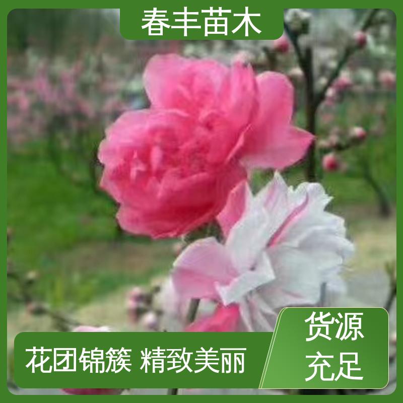 春丰苗木 基地供应 山桃树50元上车价 花色多样