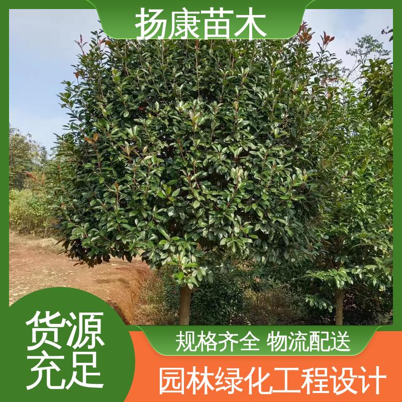 扬康苗木 小楠 庭院小区绿化造景树 精致美丽 易成活