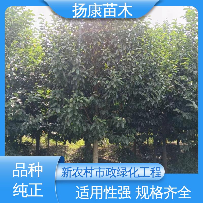 扬康苗木 基地供应 20公分乐 昌合笑 园区道路绿化苗 造型优美 易成活