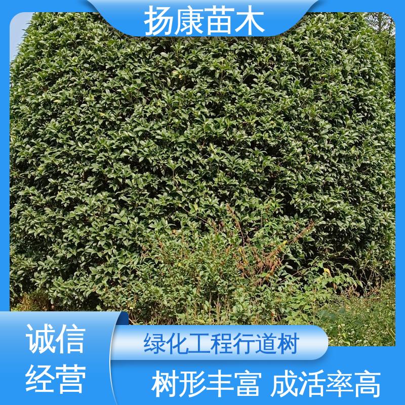 扬康苗木 12公分乐 昌含笑 绿化工程行道树 适用性强 规格齐全