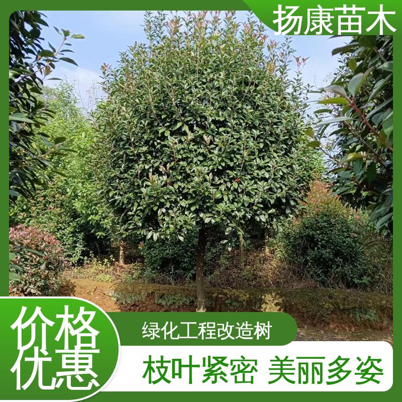 扬康苗木 红叶石楠树 园区道路绿化苗 造型优美 易成活