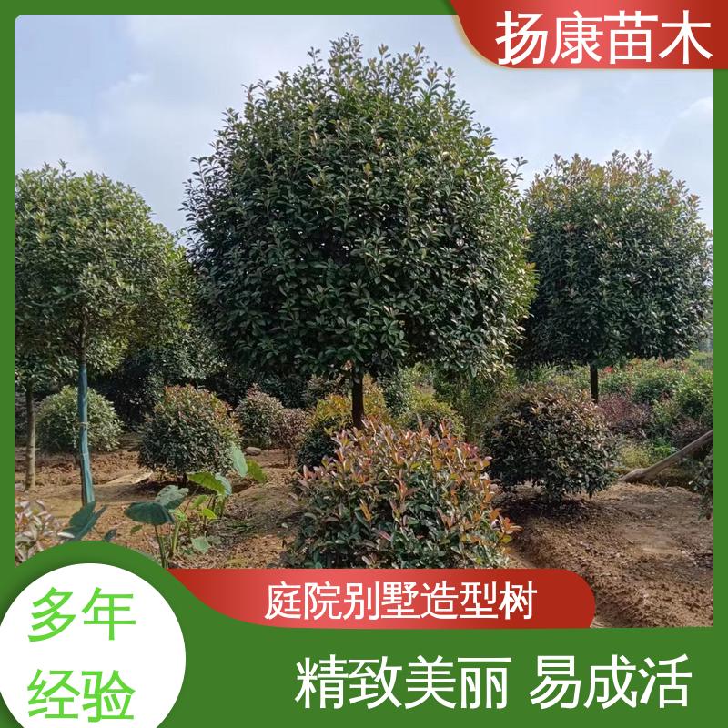 扬康苗木 纸石楠球 园区道路绿化苗 观赏价值高