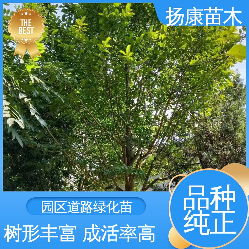 扬康苗木 精品乐 昌含笑 绿化工程专用苗 适用性强 规格齐全