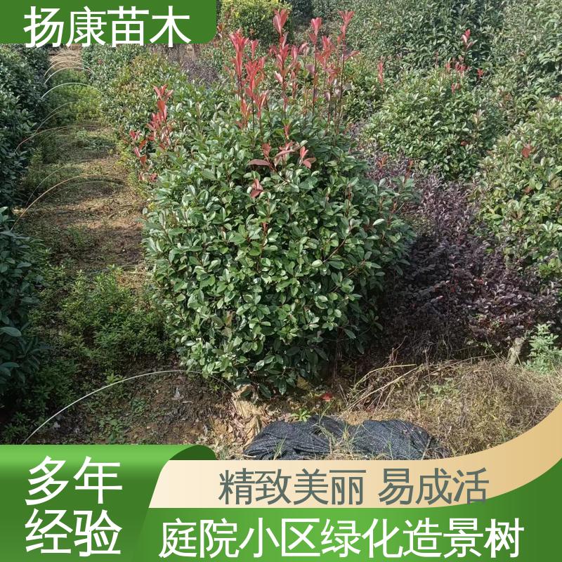 扬康苗木 红叶南栓 园林庭院造景植物 高端大气美观