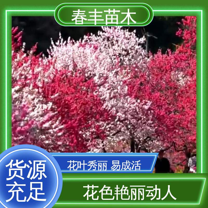 春丰苗木 观赏桃树3元一株 绿化工程行道树 花团锦簇 精致美丽