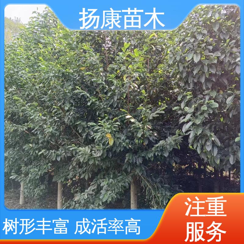 扬康苗木 基地供应 20公分乐 昌合笑 绿化工程行道树 适用性强 规格齐全