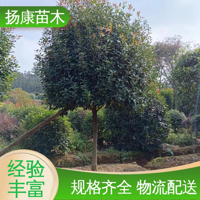 扬康苗木 纸石楠球 绿化工程专用苗 环境适应性强