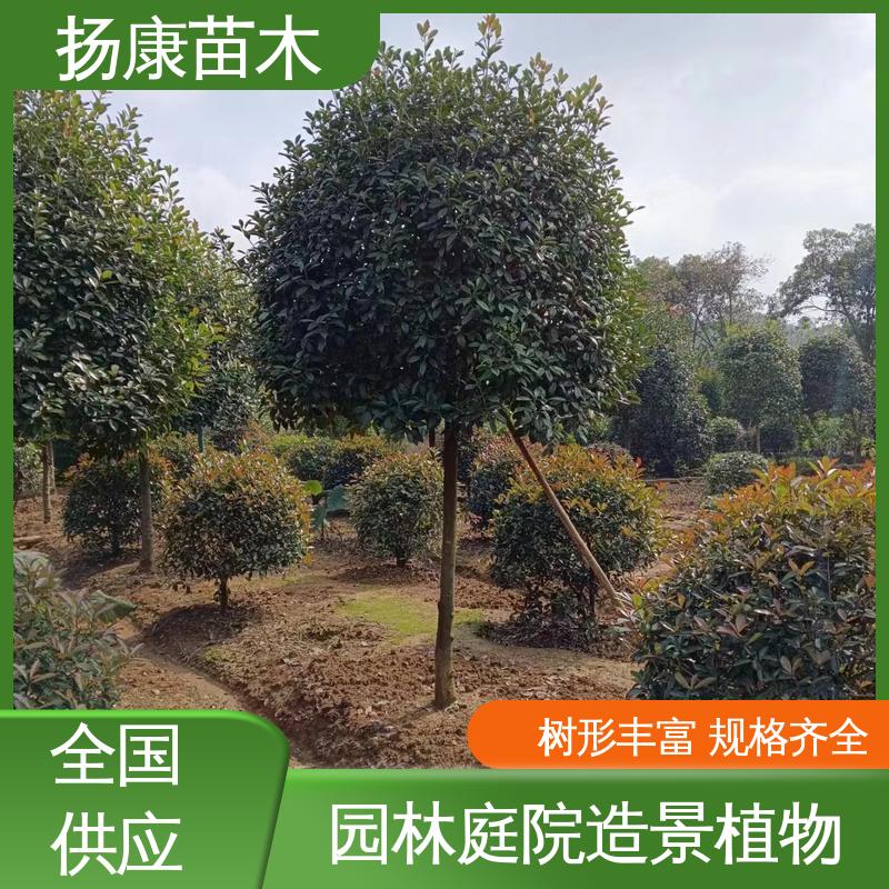 扬康苗木 红叶南栓 绿化工程专用苗 环境适应性强