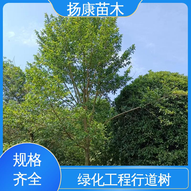 扬康苗木 乐 昌含笑苗 园林绿化工程设计 精致美丽 易成活