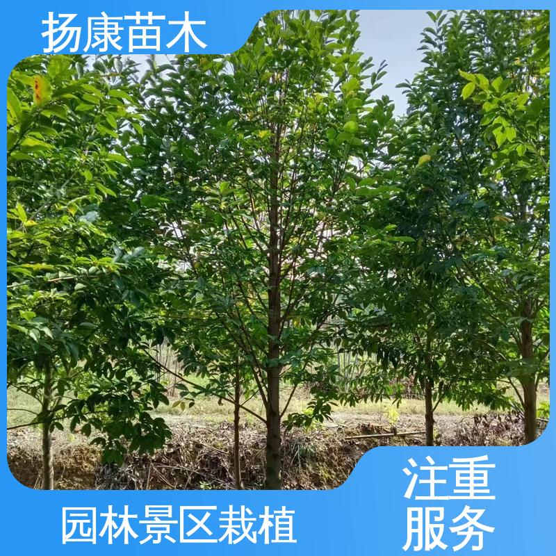 扬康苗木 18公分乐 昌含笑 庭院小区绿化造景树 造型优美 易成活