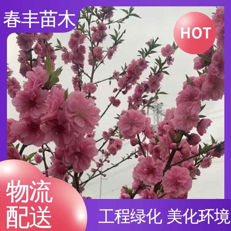 春丰苗木 观赏桃树3元一株 庭院小区绿化造景树 重花叠瓣 五彩缤纷