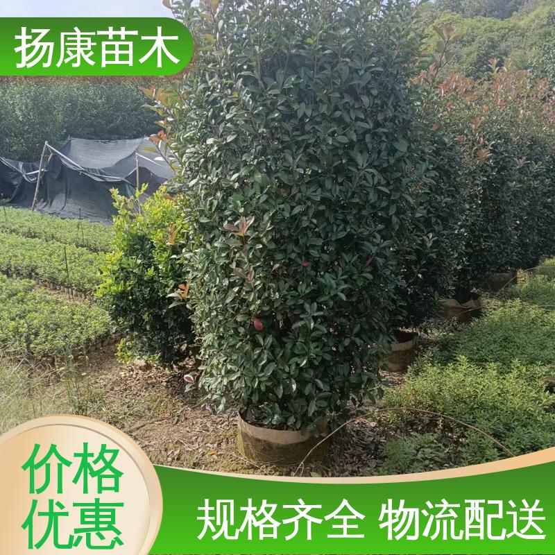 扬康苗木 红叶南栓 绿化工程行道树 高成活率 规格齐全