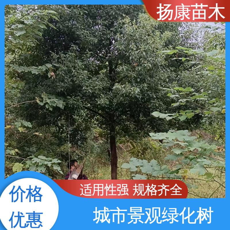 扬康苗木 基地供应 15公分平 昌含笑 绿化工程行道树 精致美丽 易成活