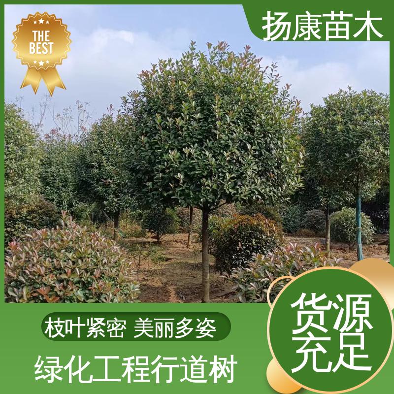 扬康苗木 基地供应 红叶石楠球 城市景观绿化树 精致美丽 易成活