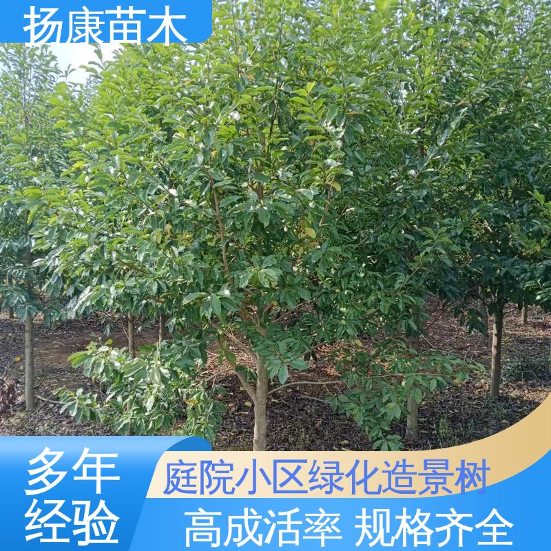 扬康苗木 湖 南 乐 昌含笑 绿化工程专用苗 观赏价值高