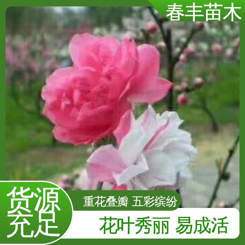 春丰苗木 桃花树苗观赏1米高 园林庭院造景植物 规格齐全 物流配送