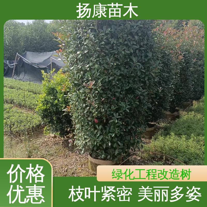 扬康苗木 基地供应 红叶石楠 绿化工程专用苗 造型优美 易成活