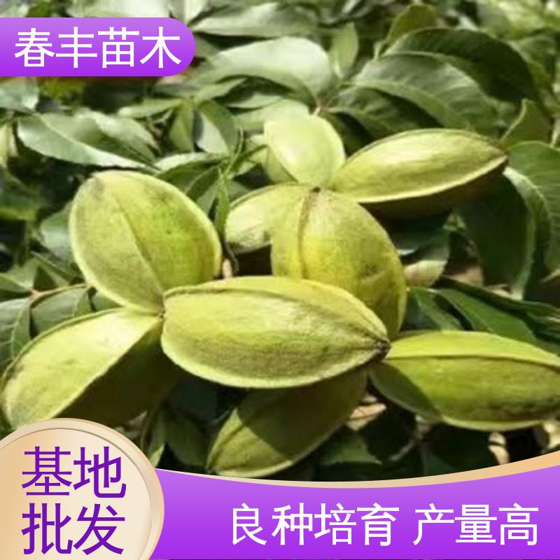 春丰苗木 碧根果袋苗2元批零销售 高产出 果材兼用树种