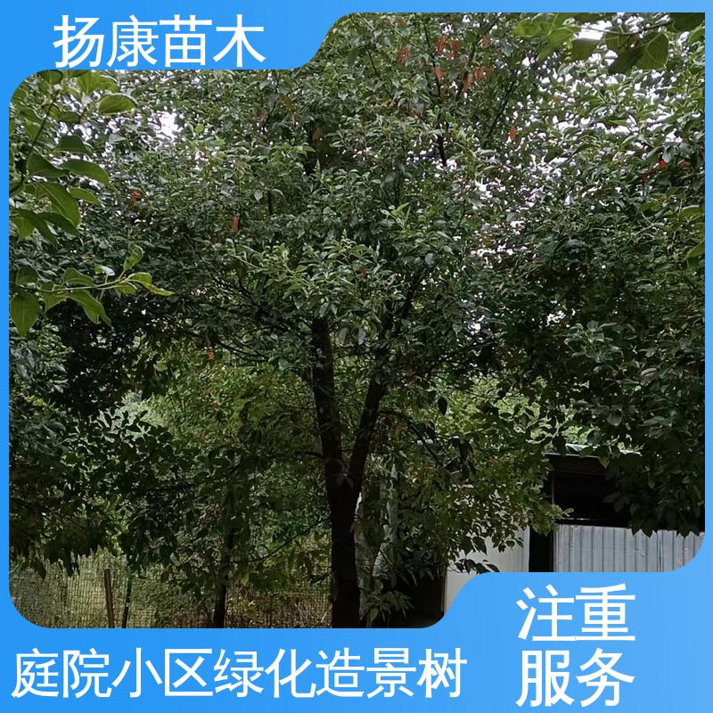 扬康苗木 基地供应 20公分乐 昌合笑 庭院小区绿化造景树 观赏价值高