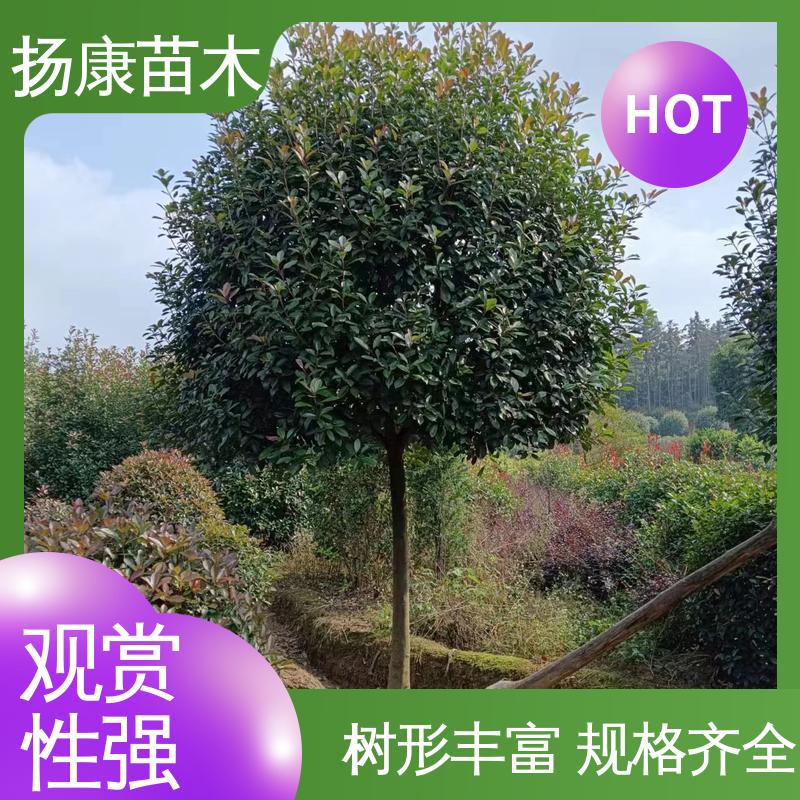 扬康苗木 红叶石楠树 园林绿化专用树 高端大气美观