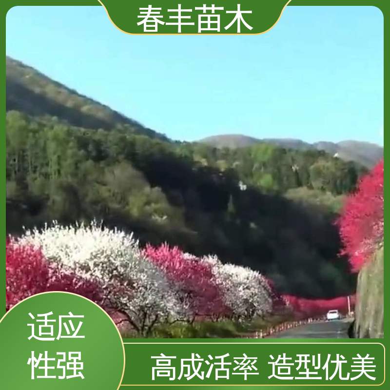 春丰苗木 观赏桃树批发零售 绿化工程行道树 规格齐全 物流配送