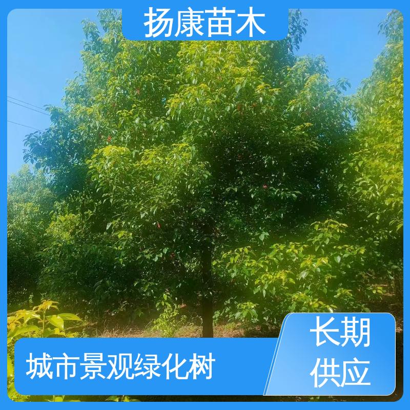 扬康苗木 基地供应 乐 昌含笑批发 道路绿化行道苗 树形丰富 成活率高