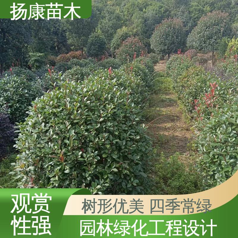 扬康苗木 红叶石楠 庭院小区绿化造景树 观赏价值高