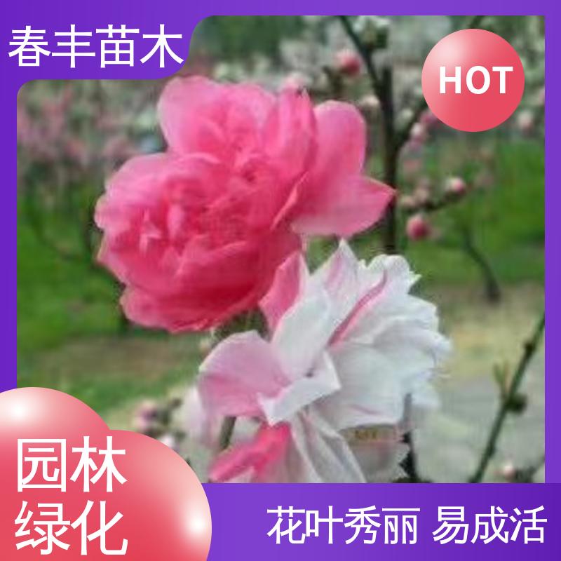 春丰苗木 观赏桃花苗基地培育 园林庭院造景植物 规格齐全 物流配送