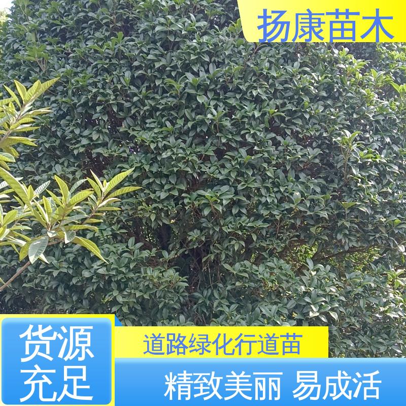 扬康苗木 乐 昌含笑 园林庭院造景植物 树形丰富 成活率高