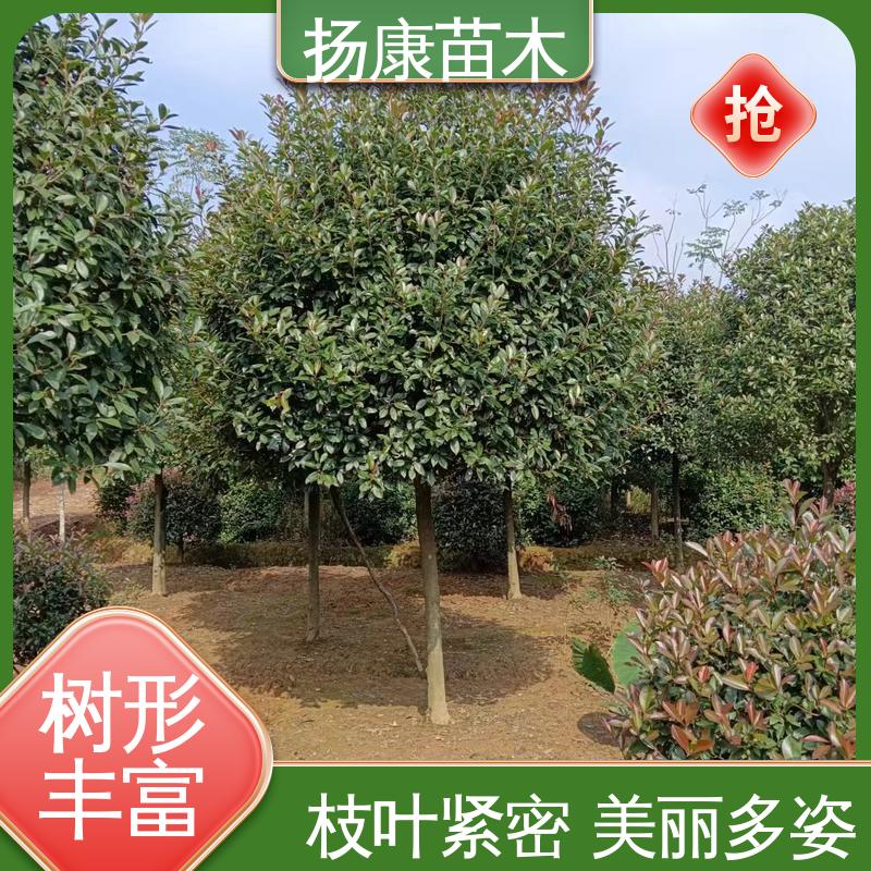 扬康苗木 红叶石楠树 绿化工程专用苗 枝叶紧密 美丽多姿