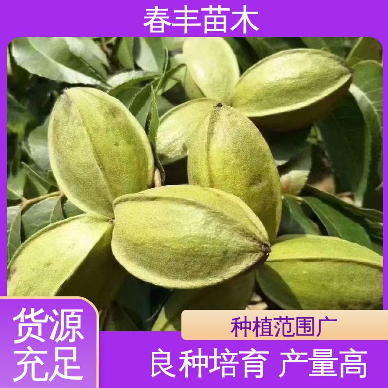 春丰苗木 碧根果苗1米高 多品种 根系发达 耐水湿
