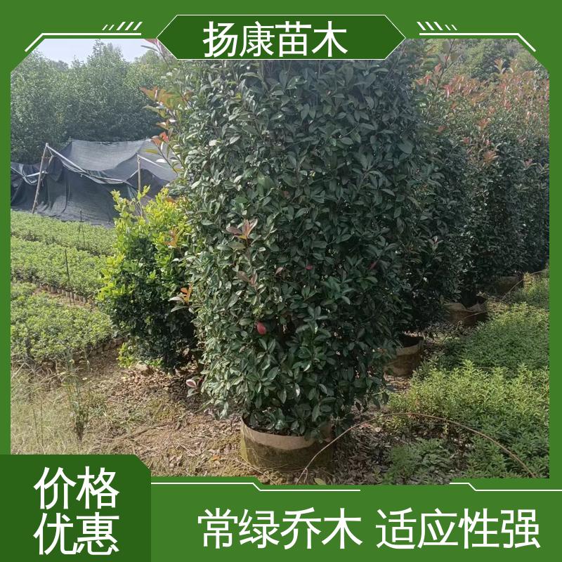 扬康苗木 基地供应 小楠 园区道路绿化苗 高成活率 规格齐全