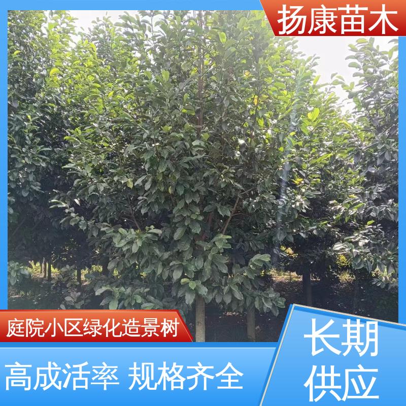 扬康苗木 基地供应 浙 江乐 昌含笑 园区道路绿化苗 造型优美 易成活