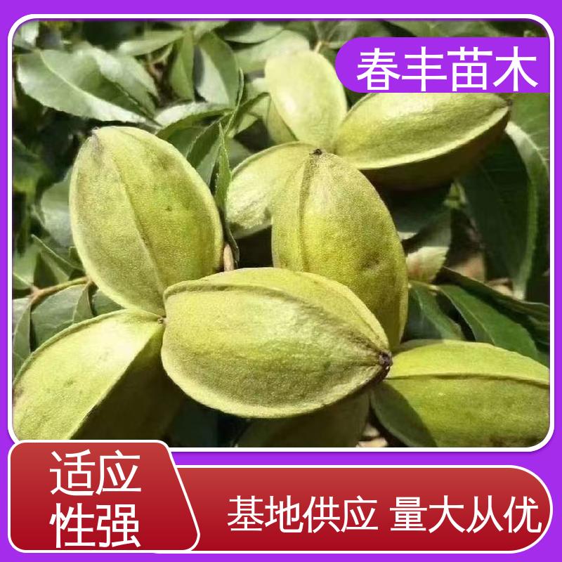 春丰苗木 碧根果苗子专业育苗 品种纯正 成活率高 适应性强