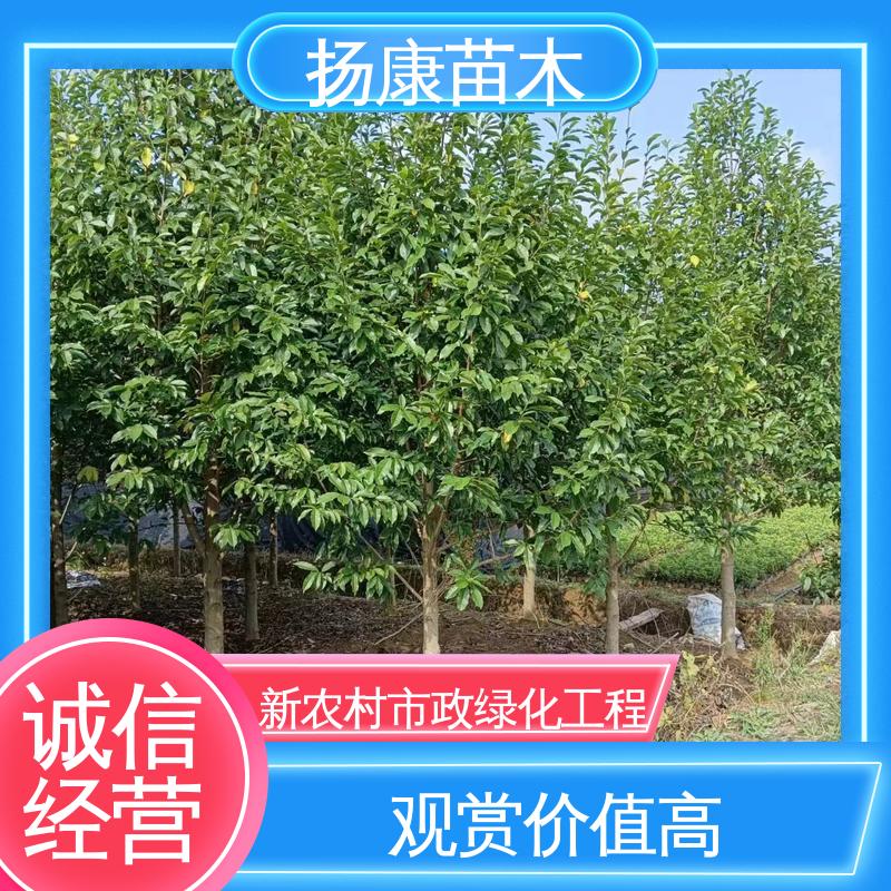 扬康苗木 基地供应 15公分平 昌含笑 城市景观绿化树 高成活率 规格齐全