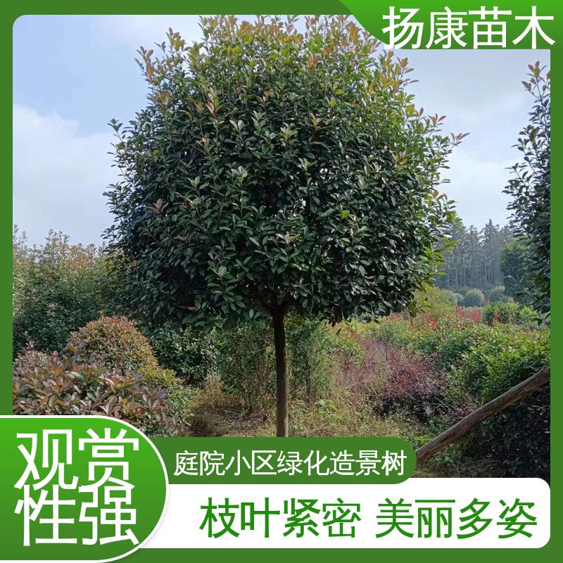 扬康苗木 红叶石楠球 园区道路绿化苗 观赏价值高