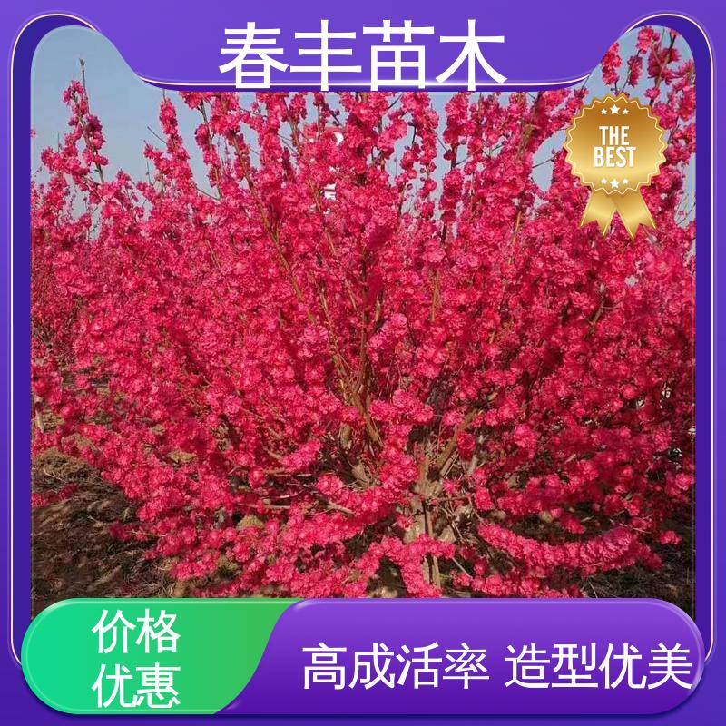 春丰苗木 观赏桃树生产 庭院别墅造景树 重花叠瓣 五彩缤纷