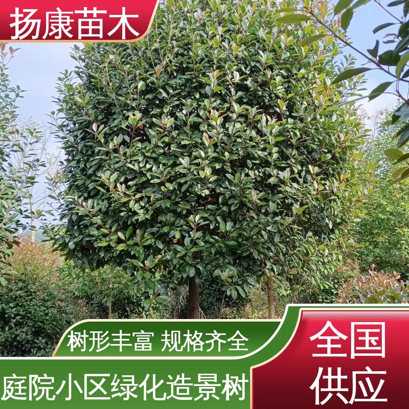 扬康苗木 红叶石楠 园林景区栽植 适用性强 规格齐全