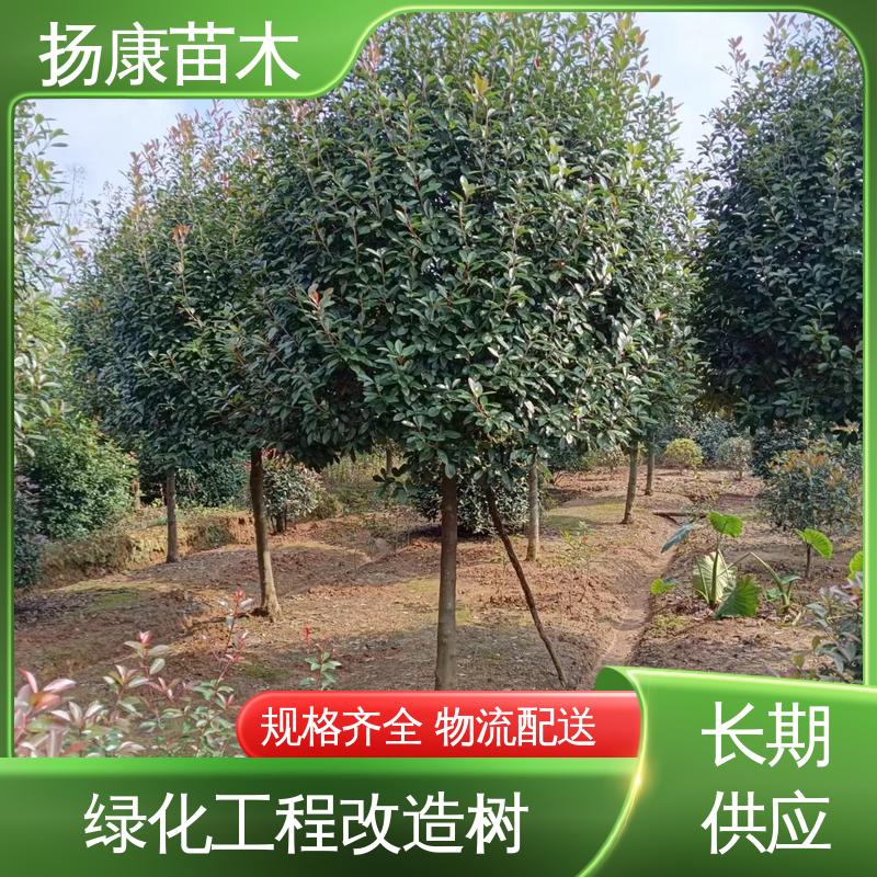 扬康苗木 基地供应 小楠 园林庭院造景植物 造型优美 易成活