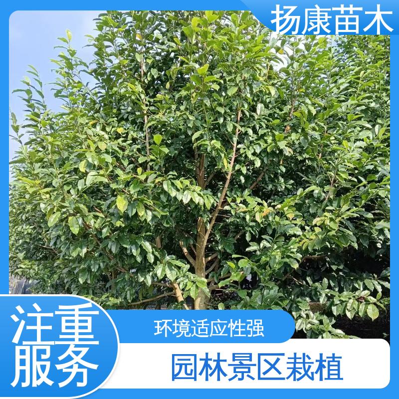 扬康苗木 基地供应 15公分平 昌含笑 园林绿化专用树 造型优美 易成活