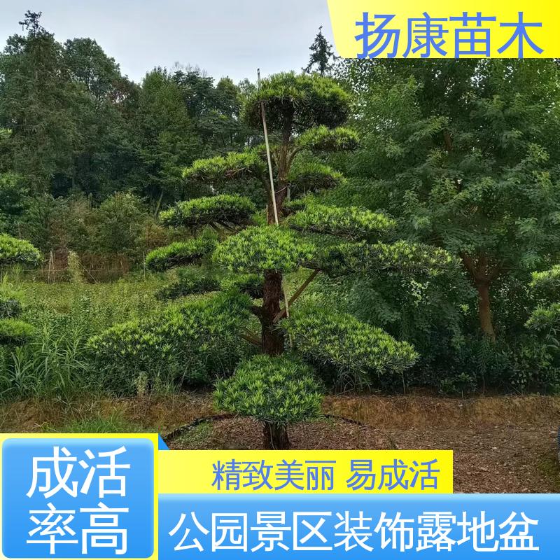 扬康苗木 14公分罗汉松 城市景观绿化树 精致美丽 易成活