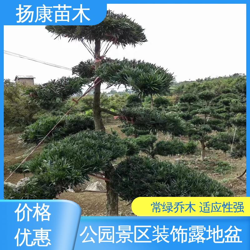 扬康苗木 基地供应 18公分罗汉公 庭院别墅景观树 造型优美 易成活
