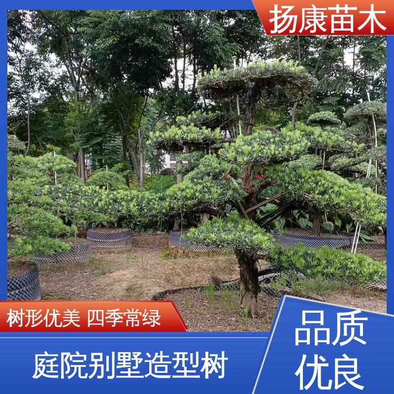 扬康苗木 基地供应 16公分罗汉松 园林绿化专用树 枝叶紧密 美丽多姿