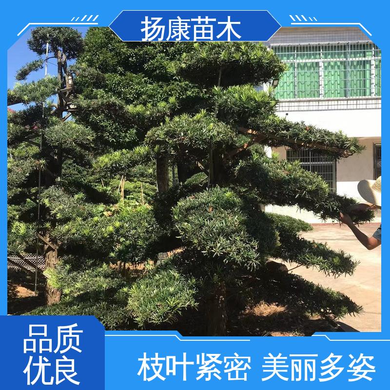 扬康苗木 基地供应 20公分罗汉松 园林绿化工程设计 高端大气镇宅