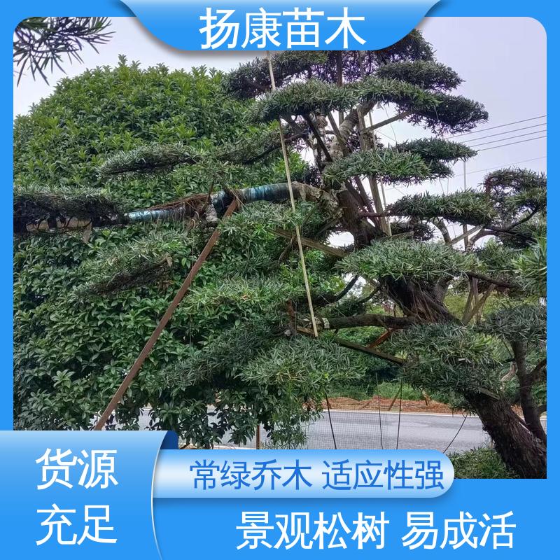 扬康苗木 基地供应 14公分罗汉松 园林绿化专用树 树形优美 四季常绿