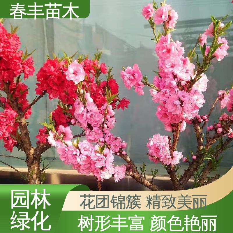 春丰苗木 基地供应 洒红龙柱5-9公分 花叶秀丽 易成活