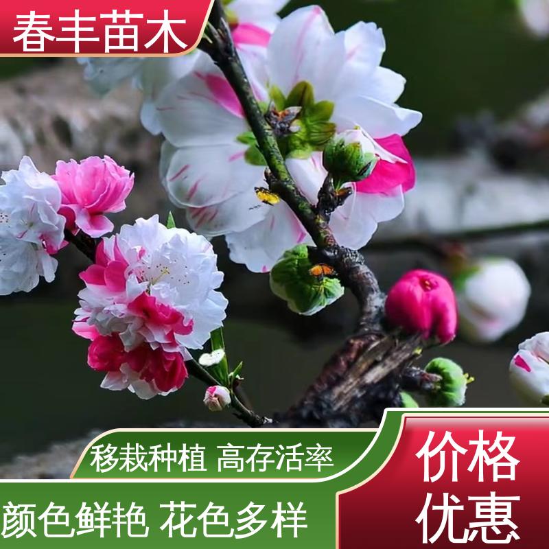 春丰苗木 基地供应 绛桃树5-9公分 花色艳丽动人